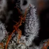 Zoap - Image 3